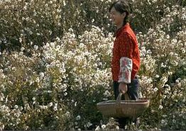 山菊