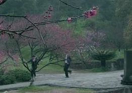 梦寻桃花源