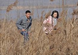 天鹅城之恋